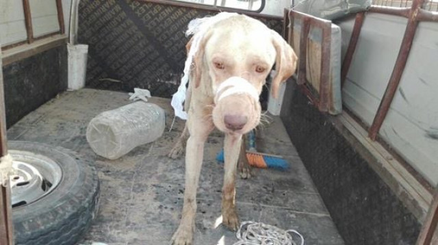 the rescued dog photo ayesha chundrigar foundation facebook the rescued dog photo ayesha chundrigar foundation facebook