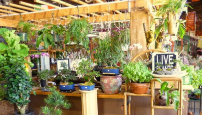 you don t need no purifier this startup helps you grow fresh air at home you don t need no purifier this startup helps you grow fresh air at home