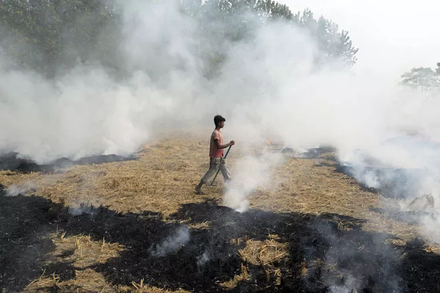 an indian farm labourer burns paddy stubble in a field on the outskirts of jalandhar in punjab state on november 4 2016 photo afp an indian farm labourer burns paddy stubble in a field on the outskirts of jalandhar in punjab state on november 4 2016 photo afp