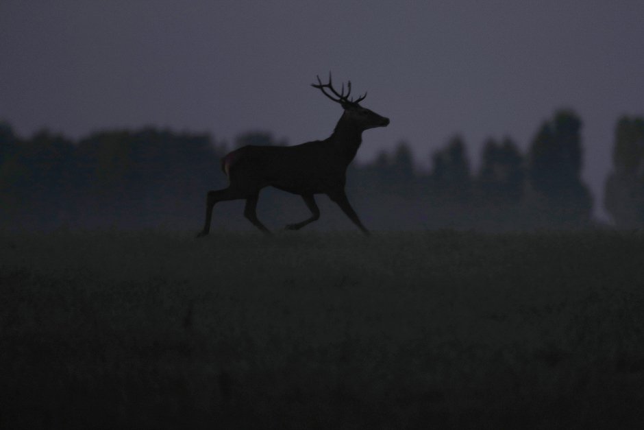 a deer runs in a field near yvoy le marron france on september 22 photo reuters