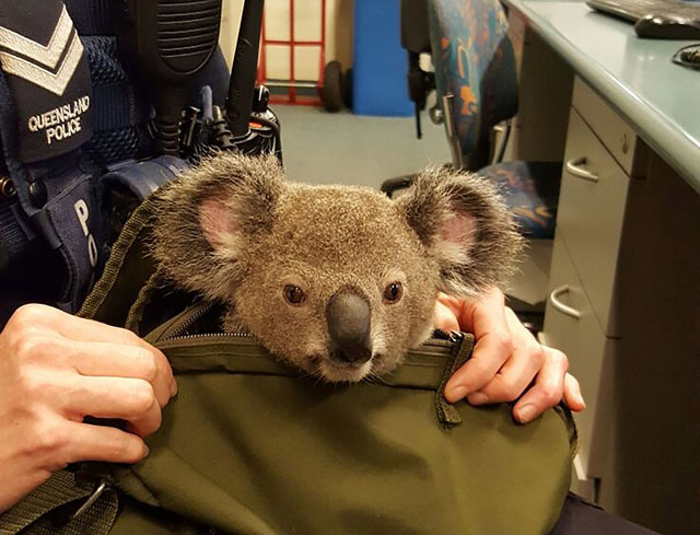 a hand out picture released by queensland police on november 7 2016 shows a police officer taking care of a baby koala in brisbane photo afp file