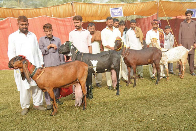the prize winning goats with their owners photo express the prize winning goats with their owners photo express