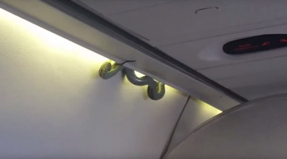 venomous green snake spotted on board aeromexico flight