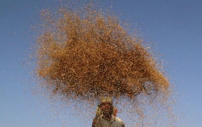 a farmer winnows paddy crops at a field on the outskirts of agartala india november 12 2015 photo reuters