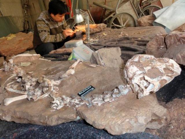 a well preserved fossil of a new species of winged dinosaur known as tongtianlong or mud dragon is seen in an undated handout picture junchang photo reuters