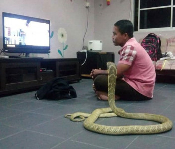 thai man marries pet cobra he believes is his dead girlfriend