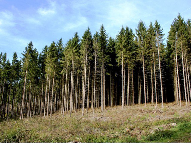 k p forests lose 74 density claim officials