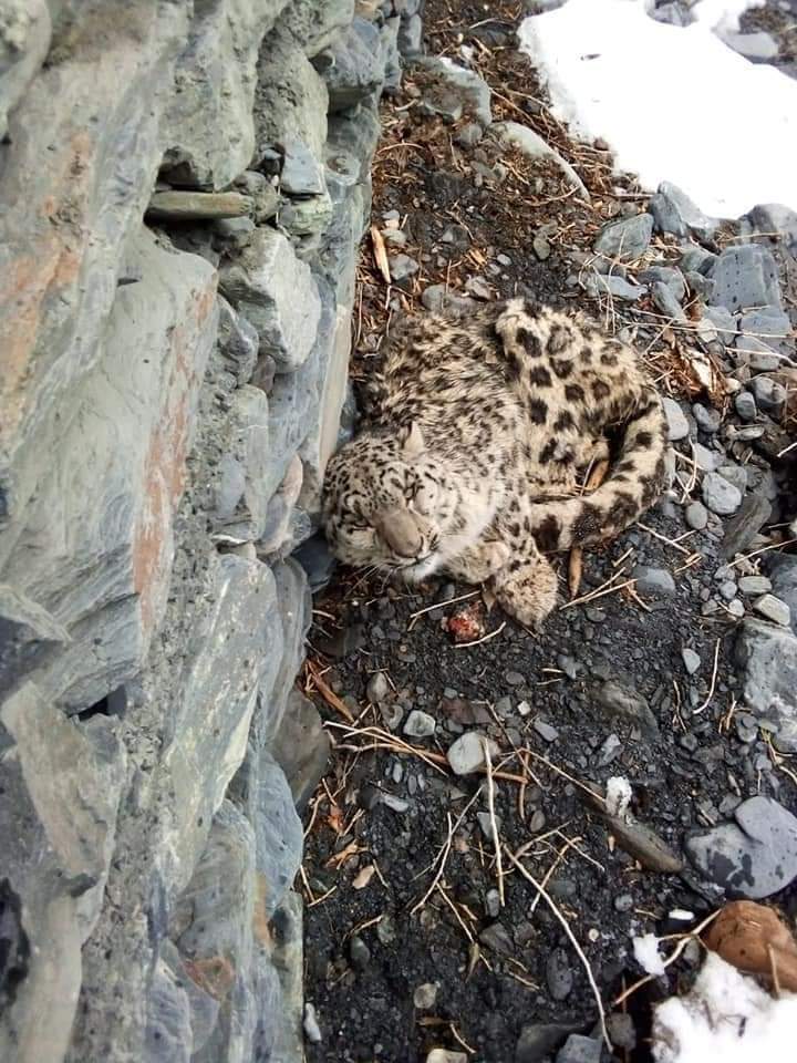 Locals rescue injured snow leopard in Chitral - Vimarsana News