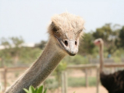 discussion workshop on developing ostrich farming held discussion workshop on developing ostrich farming held