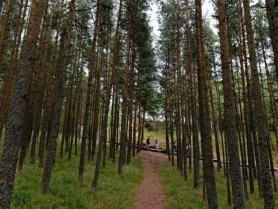 government looks for private investments in forests government looks for private investments in forests