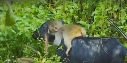 monkey rides on goat s back in china monkey rides on goat s back in china