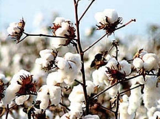 high yield cotton plants from all over the district were put on display photo file high yield cotton plants from all over the district were put on display photo file