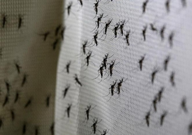 removing the international emergency designation will put zika in a class with other diseases such as dengue photo reuters removing the international emergency designation will put zika in a class with other diseases such as dengue photo reuters