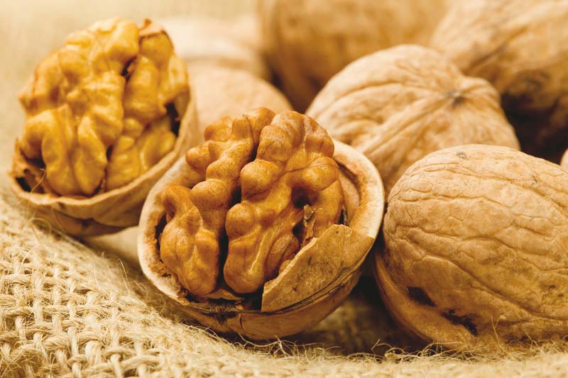 researchers found a significant improvement in the mood of young healthy males who consumed walnuts every day for eight weeks photo file