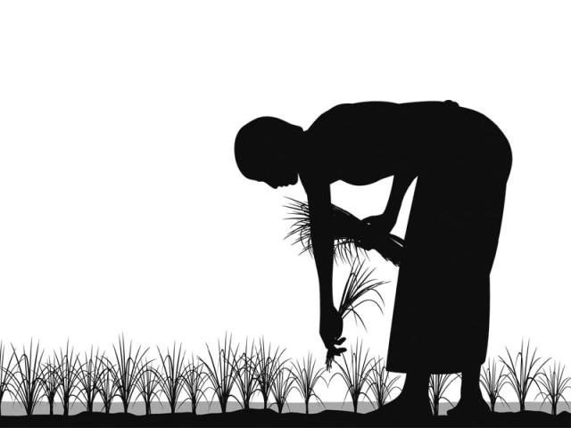 high costs of inputs like seeds fertilisers and pesticides forcing farmers to curtail the consumption have also played their part in the lower per acre yield of crops design mohsin alam