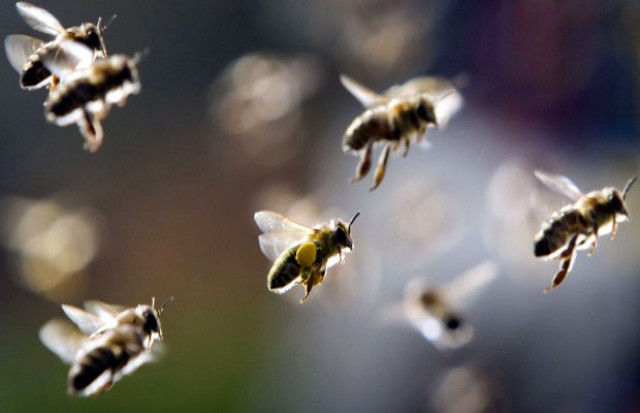 beekeeping honey production profitable business beekeeping honey production profitable business
