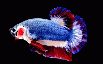 patriotic stripes fetch tiny thai fish 1 500 price tag patriotic stripes fetch tiny thai fish 1 500 price tag