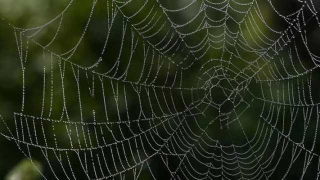 ballooning spiders leave australian region covered in webs ballooning spiders leave australian region covered in webs