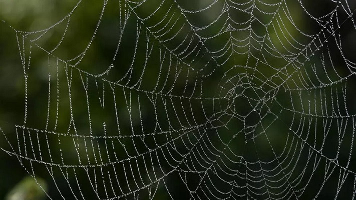 some spiders release webs to create a makeshift parachute photo afp