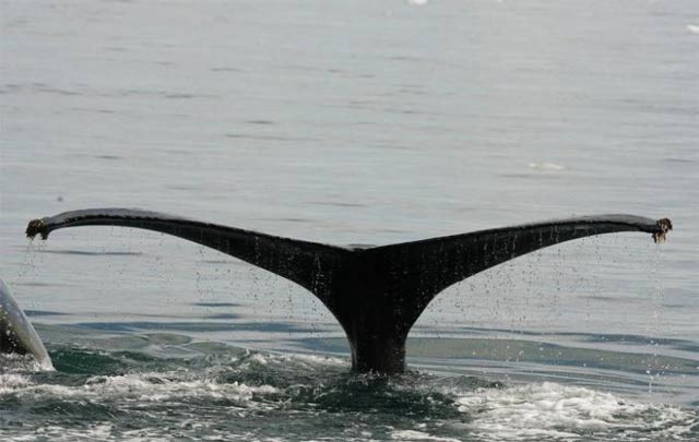 footage showcases slender bodies of whales with a sickle shaped dorsal fin that confirms they are bryde s whales photo reuters footage showcases slender bodies of whales with a sickle shaped dorsal fin that confirms they are bryde s whales photo reuters