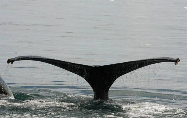 footage showcases slender bodies of whales with a sickle shaped dorsal fin that confirms they are bryde s whales photo reuters