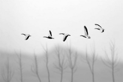 through the lens flight of birds as an art form through the lens flight of birds as an art form