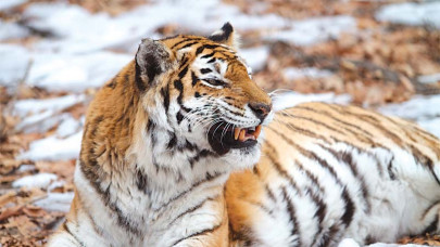 import permits cites meeting upholds ban on export of protected mammals