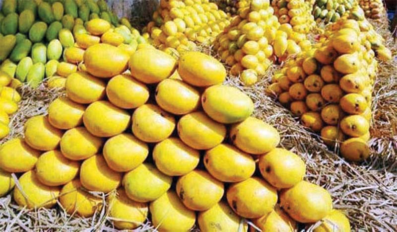 extending support speakers emphasise need to increase mango productivity