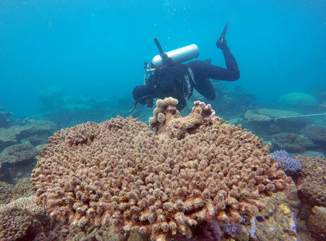 the 2 300 kilometre long great barrier reef suffered its most severe bleaching in recorded history due to warming sea temperatures during march and april photo afp