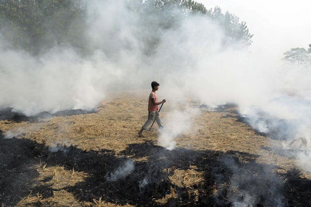 an indian farm labourer burns paddy stubble in a field on the outskirts of jalandhar in punjab state on november 4 2016 photo afp an indian farm labourer burns paddy stubble in a field on the outskirts of jalandhar in punjab state on november 4 2016 photo afp