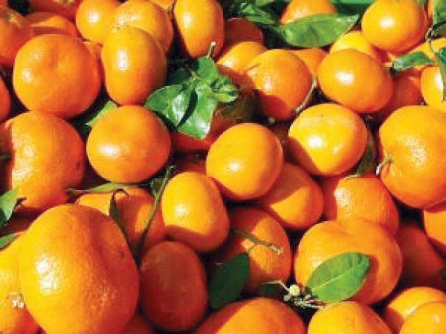 pakistan s exporters would face stiff competition from kinnow exporters of turkey and morocco photo file pakistan s exporters would face stiff competition from kinnow exporters of turkey and morocco photo file