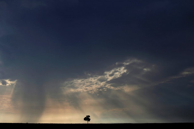 a tree known as castanheira do brasil bertholletia excelsa stands in a farm during an operation to combat illegal mining and logging conducted by agents of the brazilian institute for the environment and renewable natural resources para state northern brazil photo reuters