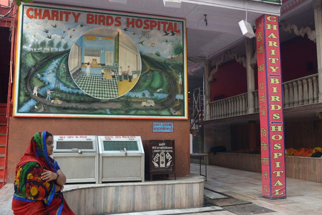 in this photograph taken on november 4 2016 a woman sits outside the entrance of the charity birds hospital in the old quarters of new delhi across from the red fort of the mughal emperors in the heart of old delhi a small hospital run by followers of the jain faith looks after birds battered by harsh life in the indian capital photo afp