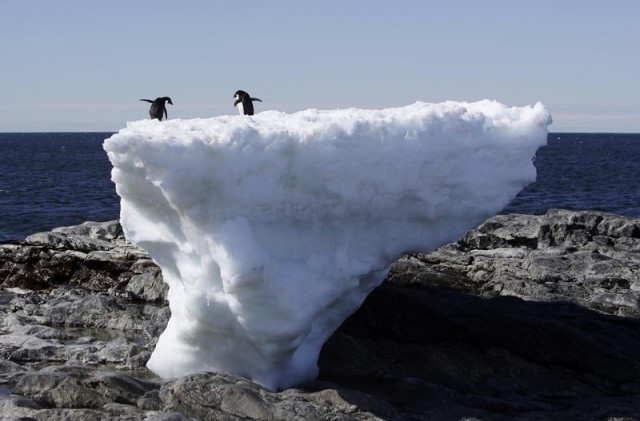 two adelie penguins stand atop a block of melting ice on a rocky shoreline at cape denison commonwealth bay in east antarctica january 1 2010 reuters pauline askin two adelie penguins stand atop a block of melting ice on a rocky shoreline at cape denison commonwealth bay in east antarctica january 1 2010 reuters pauline askin