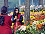 flowers on display at the 34th chrysanthemum and autumn flowers show held at the rose and jasmine garden photo inp