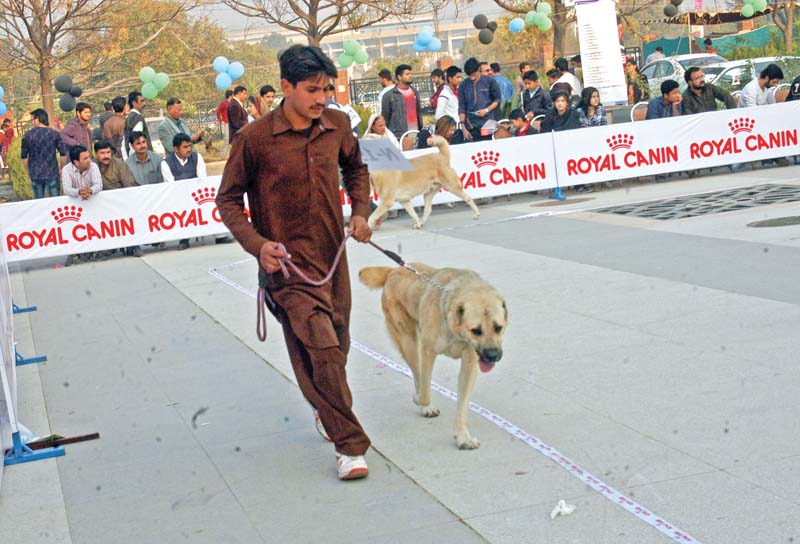 some dogs walked with their humans at the event while others took out some time to make new friends photos waseem nazir express online inp