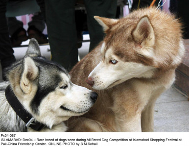 mass culling all stray dogs to be eliminated in one month mass culling all stray dogs to be eliminated in one month