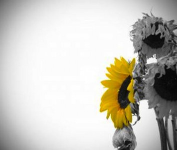 radiated mind radiated mind