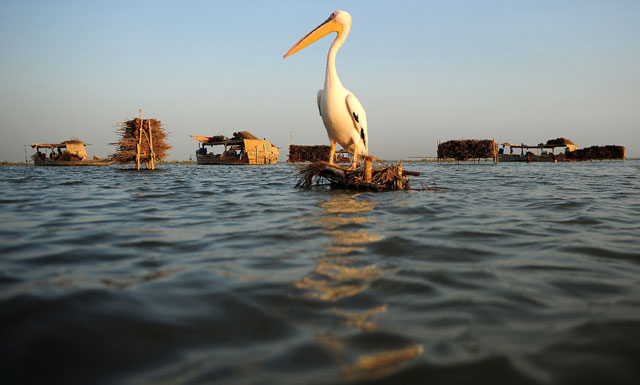 in this photograph taken on september 9 2016 a pelican perches in front of the floating boathouses of the mohanna tribe of fishermen on manchar lake a 223 square kilometre natural water reservior in southern pakistan photo afp