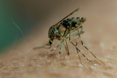 dna offers hard evidence of malaria in roman empire dna offers hard evidence of malaria in roman empire