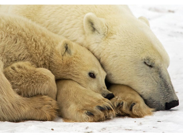 study classifies sea faring polar bear at high risk of extinction photo afp