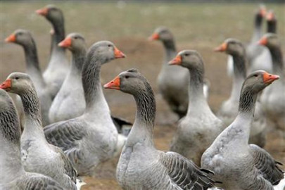 thousands of geese die after landing in toxic us water