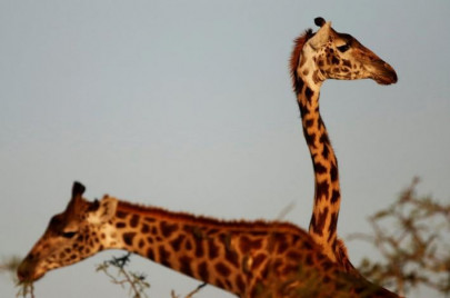 giraffes threatened with extinction