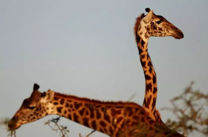 giraffes are seen in the naboisho conservancy adjacent to the masai mara national reserve in kenya october 6 2014 photo reuters giraffes are seen in the naboisho conservancy adjacent to the masai mara national reserve in kenya october 6 2014 photo reuters