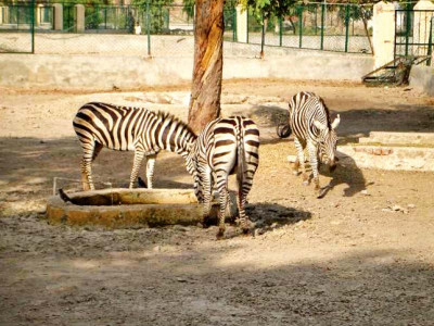 wildlife conservation animals in zoo should be provided proper care food