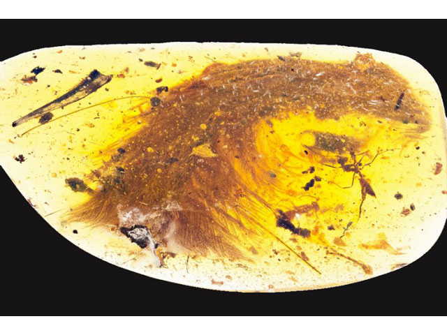 the feathered dinosaur fossil was found at an amber market in myanmar photo afp