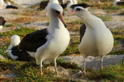 the oldest known seabird lays an egg at 66 the oldest known seabird lays an egg at 66