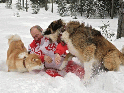 russia declines japanese dog diplomacy ahead of summit russia declines japanese dog diplomacy ahead of summit