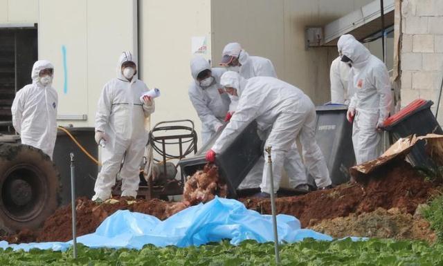 south korean health officials bury chickens at a poultry farm where the highly pathogenic h5n6 bird flu virus broke out in haenam south korea november 17 2016 photo reuters