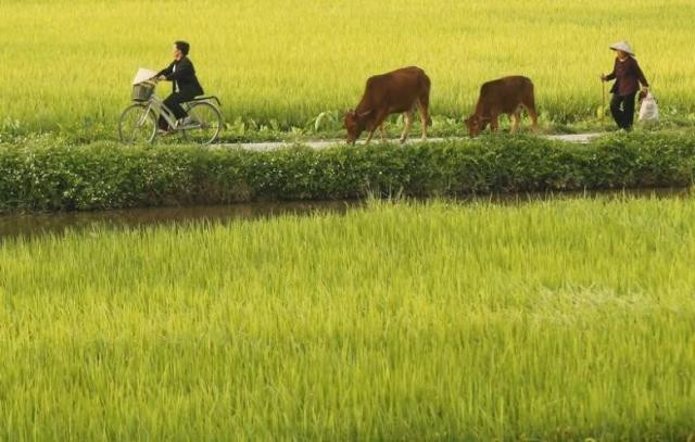 a woman rides a bicycle as a farmer tends his cows near a rice paddy field photo reuters a woman rides a bicycle as a farmer tends his cows near a rice paddy field photo reuters